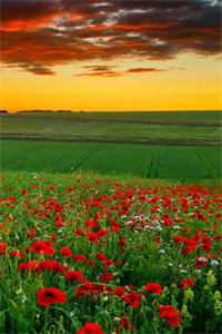 说好的假夫妻！他却私下要亲亲！前文+番外