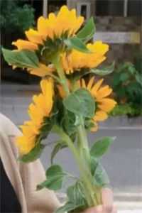 今雪初霁无归人裴少聿阮菡初大结局